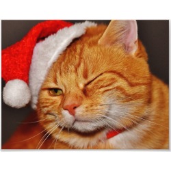 Orange cat - Santa claus cat - merry christmas Photo Print