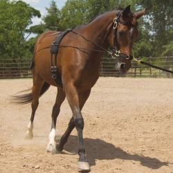 Mustang Balance Training System