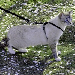 PetSafe Come With Me Kitty Harness Large Red