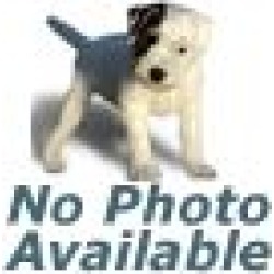 Zeniquin for Dogs and Cats 200mg 1 Tablet
