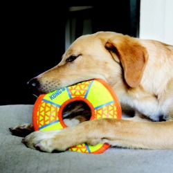KONG Impact Ring Dog Toy