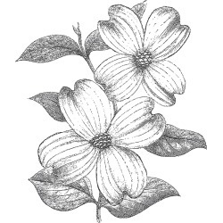 Cam & Chloe Mounted Stamp 4"X3.5"-Dogwood Flowers