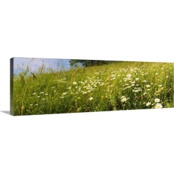 Large Gallery-Wrapped Canvas Wall Art Print 36 x 12 entitled Flowers in a field, Lappeenranta, Finland