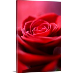 Large Solid-Faced Canvas Print Wall Art Print 20 x 30 entitled Close up of the interior of a Red Rose