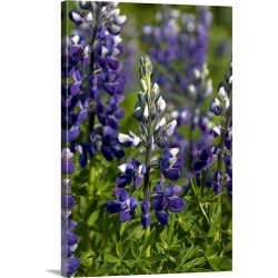 Large Solid-Faced Canvas Print Wall Art Print 20 x 30 entitled Close up of Lupine wildlfowers