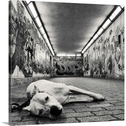 Large Solid-Faced Canvas Print Wall Art Print 20 x 20 entitled A dog looking at the camera with sad but sweet eyes in unde...