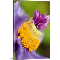 Large Solid-Faced Canvas Print Wall Art Print 20 x 30 entitled Close up of a Himalayan poppy growing in Anchorage. Summer ...