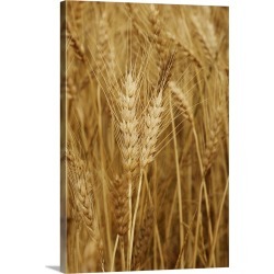 Large Solid-Faced Canvas Print Wall Art Print 20 x 30 entitled Wheat field