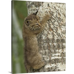 Large Solid-Faced Canvas Print Wall Art Print 24 x 30 entitled Bobcat kitten climbing a tree