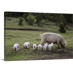 Large Gallery-Wrapped Canvas Wall Art Print 24 x 16 entitled A pig with piglets in a field