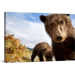 Large Gallery-Wrapped Canvas Wall Art Print 30 x 20 entitled Brown Bear Cubs, Katmai National Park, Alaska