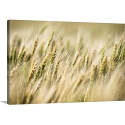 Large Gallery-Wrapped Canvas Wall Art Print 30 x 20 entitled Drying wheat plants in a field