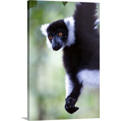 Large Solid-Faced Canvas Print Wall Art Print 20 x 30 entitled Close up of a Black and White Ruffed lemur (Varecia variega...