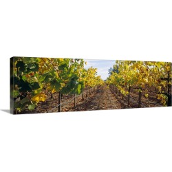 Large Solid-Faced Canvas Print Wall Art Print 48 x 16 entitled Vines in a vineyard Napa Napa County California