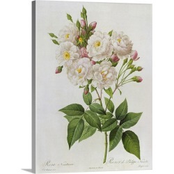 Large Solid-Faced Canvas Print Wall Art Print 30 x 40 entitled Rosa Noisettiana, fromLes Roses, 19th century 9coloured eng...