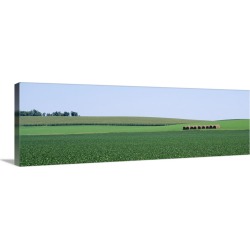 Large Solid-Faced Canvas Print Wall Art Print 48 x 16 entitled Soybean Field NE