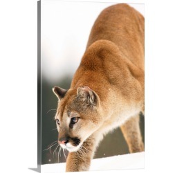 Large Gallery-Wrapped Canvas Wall Art Print 20 x 30 entitled Cougar Hunting