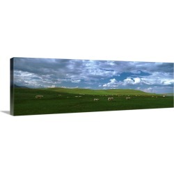 Large Gallery-Wrapped Canvas Wall Art Print 36 x 12 entitled Charolais cattle's grazing in a field, Rocky Mountains, Montana
