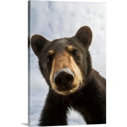 Large Gallery-Wrapped Canvas Wall Art Print 20 x 30 entitled Black bear cub, South-central Alaska, Portage, Alaska