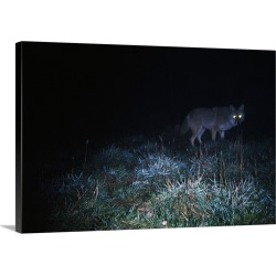 Large Gallery-Wrapped Canvas Wall Art Print 30 x 20 entitled Glowing eyes of eastern coyote hunting at night.