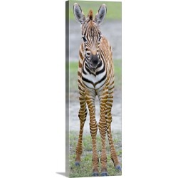 Large Gallery-Wrapped Canvas Wall Art Print 12 x 36 entitled Young zebra standing in a field, Ngorongoro Conservation Area...