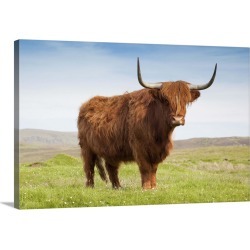 Large Solid-Faced Canvas Print Wall Art Print 30 x 20 entitled Highland cattle, Isle of Skye, Scotland, UK