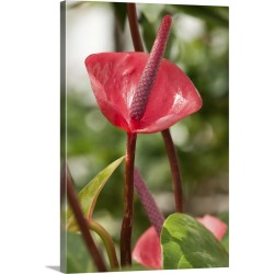 Large Solid-Faced Canvas Print Wall Art Print 20 x 30 entitled Close up of an anthurium flower