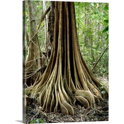 Large Solid-Faced Canvas Print Wall Art Print 30 x 40 entitled Buttress roots on a tree in swamp