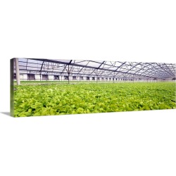 Large Solid-Faced Canvas Print Wall Art Print 48 x 16 entitled Bib Lettuce Farm