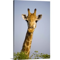Large Gallery-Wrapped Canvas Wall Art Print 20 x 30 entitled Giraff looking at camera, in Kruger National Park in South Af...