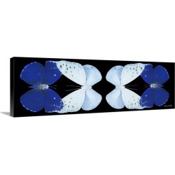 Large Solid-Faced Canvas Print Wall Art Print 48 x 16 entitled Miss Butterfly Duo Catoploea Pan - X-Ray Black Edition