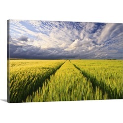 Large Gallery-Wrapped Canvas Wall Art Print 24 x 16 entitled Pathway in wheat field under dramatic sky