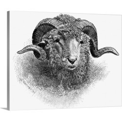 Large Solid-Faced Canvas Print Wall Art Print 30 x 24 entitled Head Of A Merino Ram, 19th Century