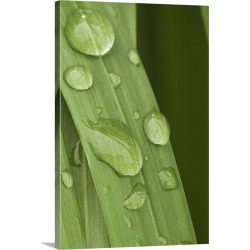 Large Gallery-Wrapped Canvas Wall Art Print 20 x 30 entitled Close up of water droplets on a blade of grass