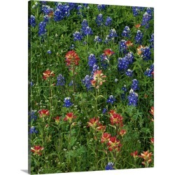 Large Gallery-Wrapped Canvas Wall Art Print 16 x 20 entitled Texas bluebonnets and indian paintbrush flowers in bloom, Texas