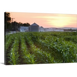Large Gallery-Wrapped Canvas Wall Art Print 24 x 16 entitled A cornfield on a farm in Hadley, Massachusetts. Sunset