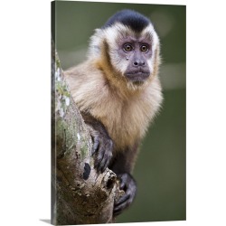 Large Solid-Faced Canvas Print Wall Art Print 20 x 30 entitled Close up of a Brown capuchin Cebus apella Three Brothers Ri...
