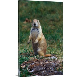Large Gallery-Wrapped Canvas Wall Art Print 20 x 30 entitled Prairie dog sitting up in grass, looking at camera, North Dakota