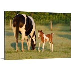 Large Solid-Faced Canvas Print Wall Art Print 30 x 20 entitled Florida, Newborn Paint filly