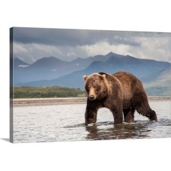 Large Gallery-Wrapped Canvas Wall Art Print 30 x 20 entitled Grizzly Bear in river, Katmai National Park, Alaska