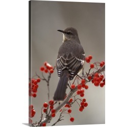 Large Gallery-Wrapped Canvas Wall Art Print 20 x 30 entitled Mockingbird among hawthorn berries