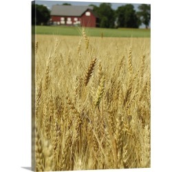 Large Solid-Faced Canvas Print Wall Art Print 30 x 40 entitled Wheat field