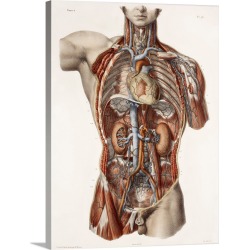 Large Solid-Faced Canvas Print Wall Art Print 30 x 40 entitled Cardiovascular system, historical artwork