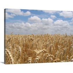 Large Solid-Faced Canvas Print Wall Art Print 40 x 30 entitled Wheat field