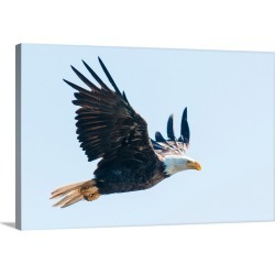 Large Gallery-Wrapped Canvas Wall Art Print 30 x 20 entitled Bald eagle, British Columbia, Canada, North America