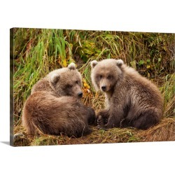 Large Gallery-Wrapped Canvas Wall Art Print 30 x 20 entitled Brown Bear Spring Cubs, Katmai National Park, Alaska