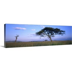 Large Gallery-Wrapped Canvas Wall Art Print 36 x 12 entitled Acacia tree in a field, Serengeti National Park, Tanzania
