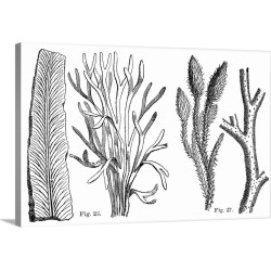 Large Solid-Faced Canvas Print Wall Art Print 30 x 20 entitled Cryptogamic plants, 19th century artwork
