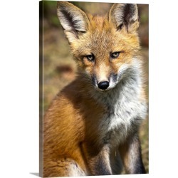 Large Gallery-Wrapped Canvas Wall Art Print 20 x 30 entitled Red Fox Kit Looks At Camera From Near Its Den On The Anchorag...