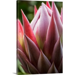 Large Solid-Faced Canvas Print Wall Art Print 20 x 30 entitled Close up of a pink tropical flower; Hawaii